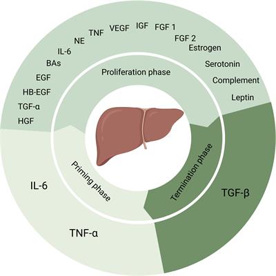 Frontiers | The Role Of Gut Microbiota In Liver Regeneration